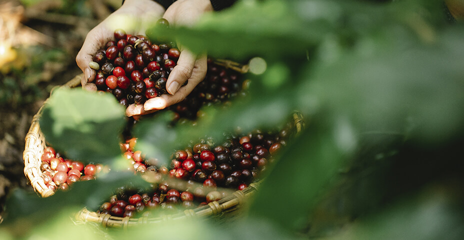 maurice el café mejor en grano y con certificaciones de comercio justo y ecológico natural (1)